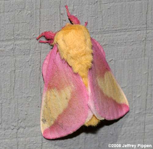 Rosy Maple Moth (Dryacampa rubicunda)