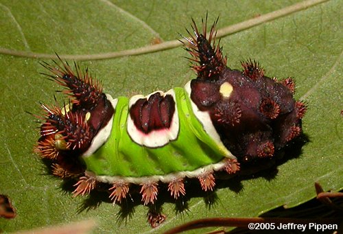 Saddleback Caterpillar (Sibine stimulae)