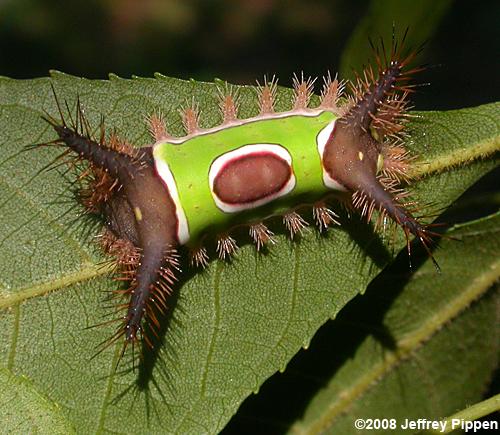 Saddleback Caterpillar (Sibine stimulae)