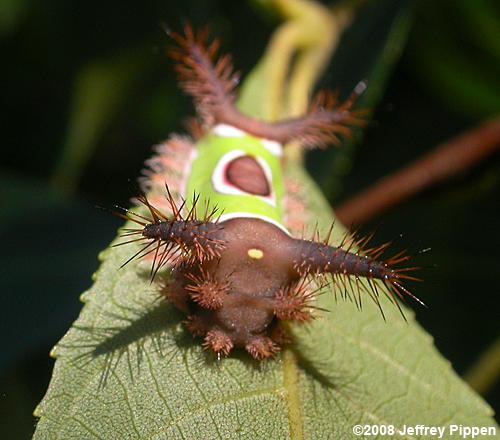 Saddleback Caterpillar (Sibine stimulae)