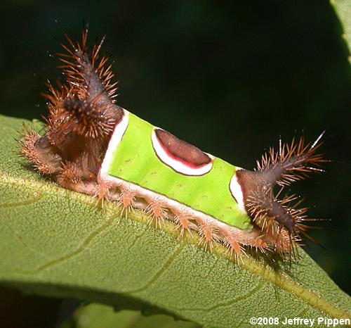 Saddleback Caterpillar (Sibine stimulae)