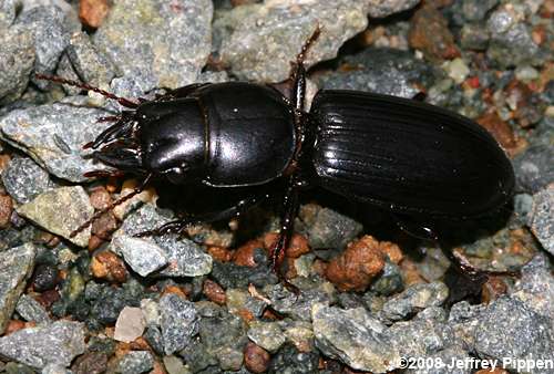 Scarites Ground Beetle