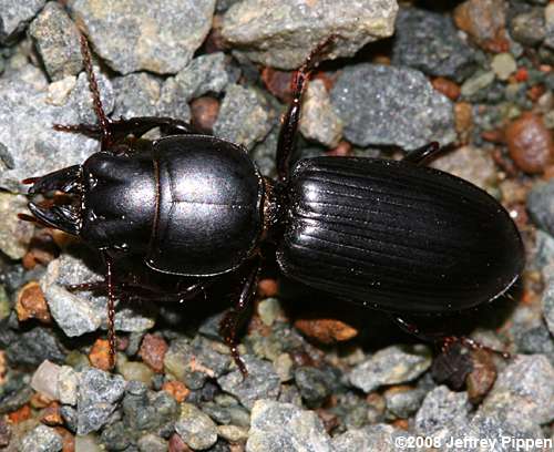 Scarites Ground Beetle