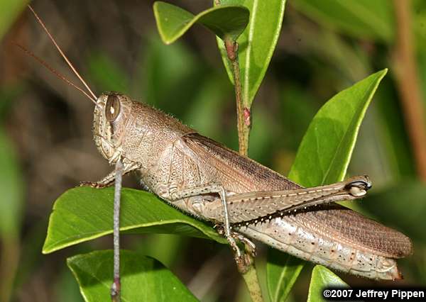 Leather-colored Bird Grasshopper (Schistocerca alutacea)