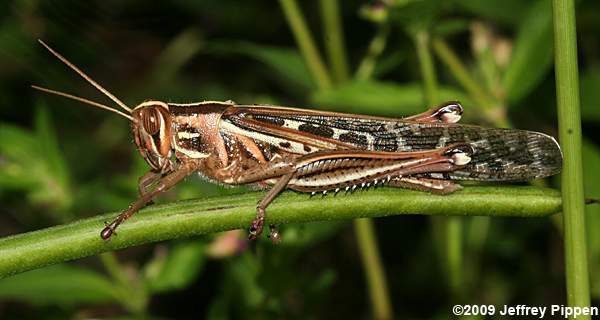 American Bird Grasshopper (Schistocerca americana)