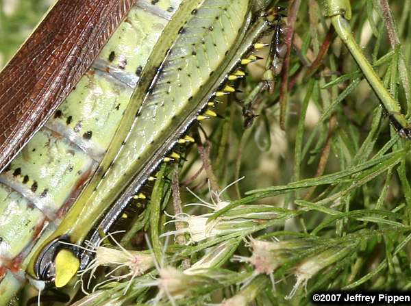 Obscure Bird Grasshopper (Schistocerca obscura)