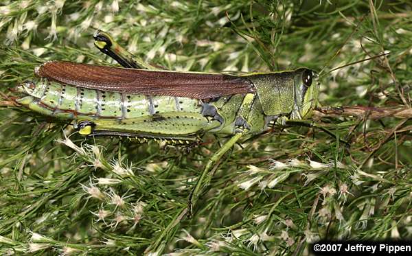 Obscure Bird Grasshopper (Schistocerca obscura)