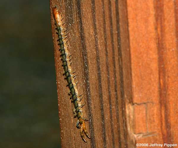 Centipede (Scolopendridae)