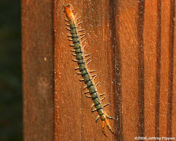 Centipede (Scolopendridae)