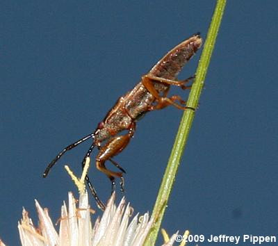 Seed Bug