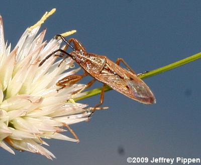 Seed Bug