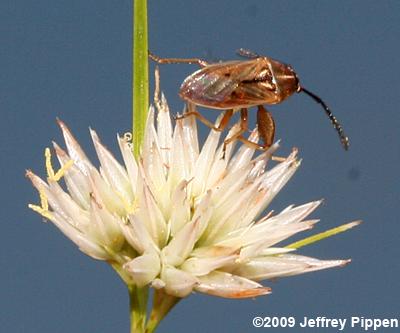 Seed Bug