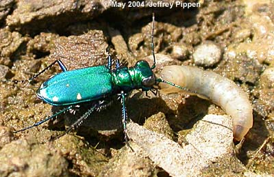 Six-spotted Tiger Beetle (Cicindela sexguttata)