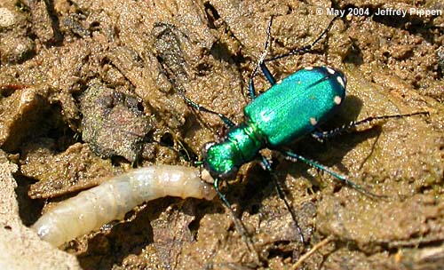 Six-spotted Tiger Beetle (Cicindela sexguttata)