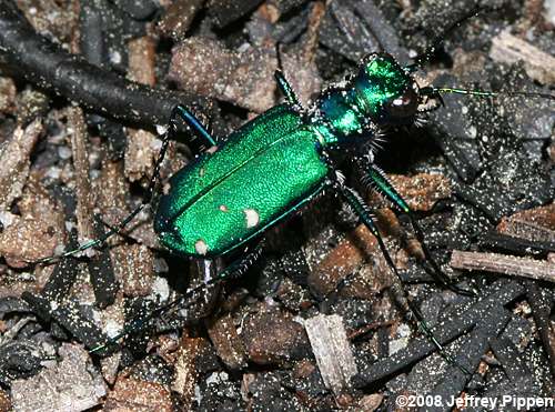 Six-spotted Tiger Beetle (Cicindela sexguttata)