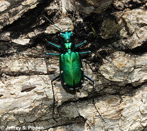 Six-spotted Tiger Beetle (Cicindela sexguttata)