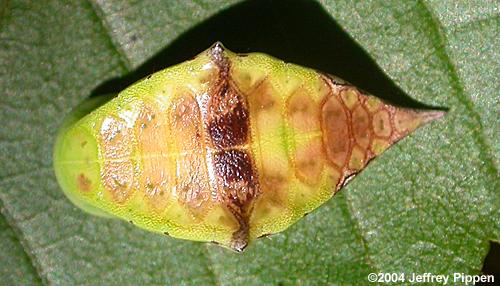 Skiff Moth (Prolimacodes badia)