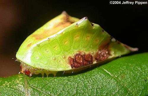 Skiff Moth (Prolimacodes badia)