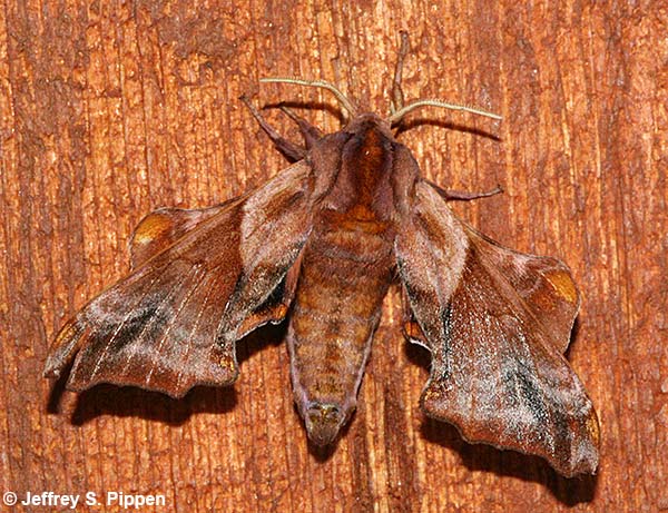 Small-eyed Sphinx (Paonias myops)