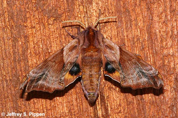 Small-eyed Sphinx (Paonias myops)