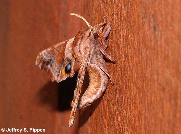 Small-eyed Sphinx (Paonias myops)