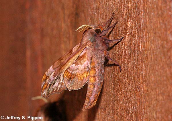 Small-eyed Sphinx (Paonias myops)