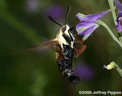 Snowberry Clearwing (Hemaris diffinis)