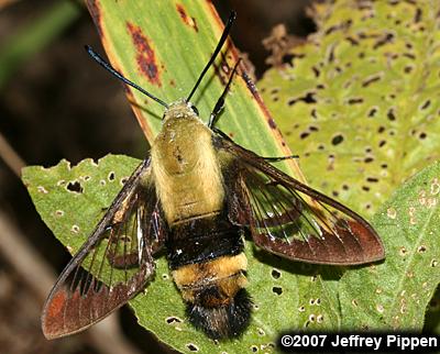 Snowberry Clearwing (Hemaris diffinis)