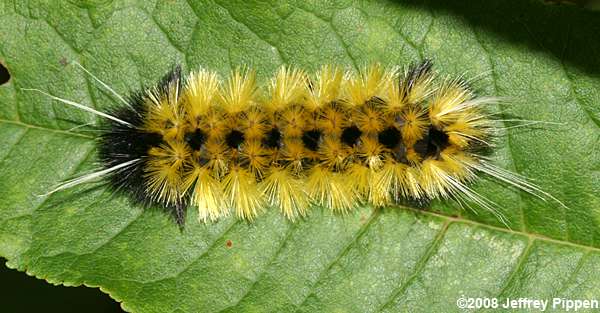 Spotted Tussock Moth (Lophocampa maculata)