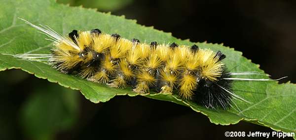 Spotted Tussock Moth (Lophocampa maculata)