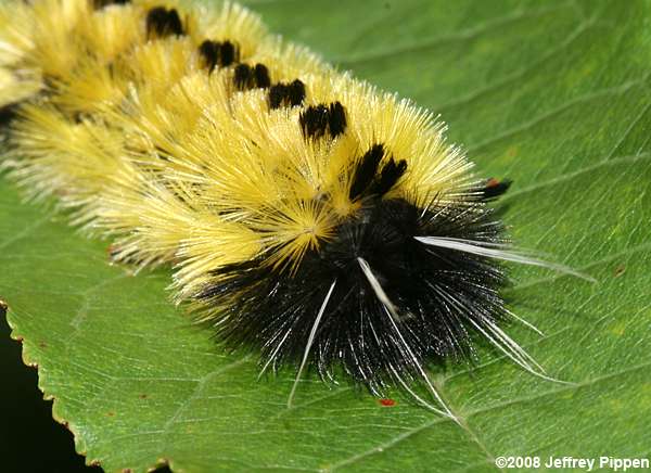 Spotted Tussock Moth (Lophocampa maculata)