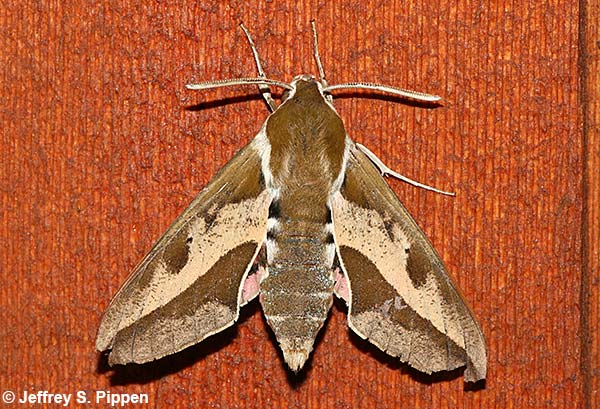 Spurge Hawkmoth (Hyles euphorbiae)