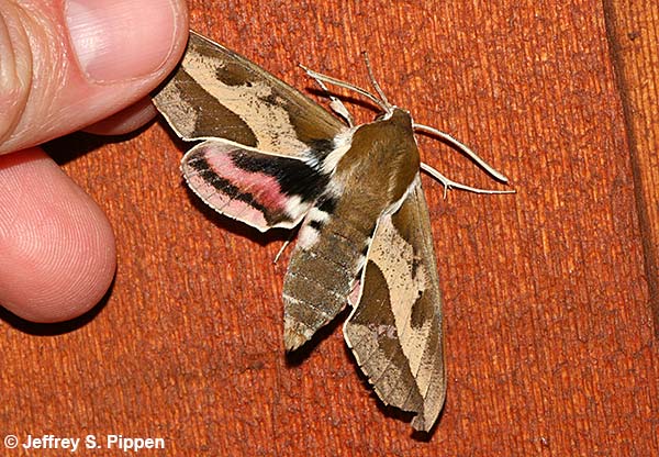 Spurge Hawkmoth (Hyles euphorbiae)