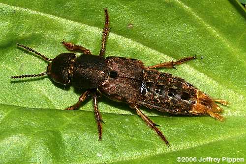 Gold-and-brown Rove Beetle (Ontholestes cingulatus)