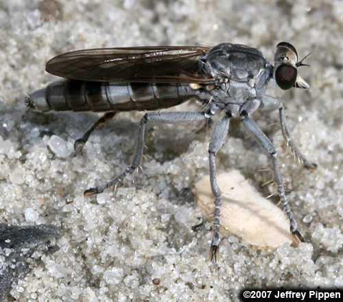 Three-banded Robberfly (Stichopogon trifasciatus)