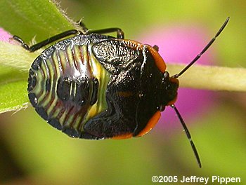 Green Stink Bug (Nezara viridula)