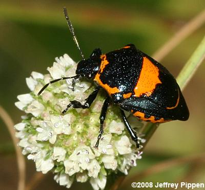 Anchor Stink Bug (Stiretrus anchorago)