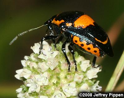 Anchor Stink Bug (Stiretrus anchorago)