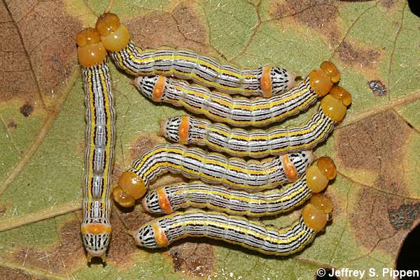 Red-humped Oakworm (Symmerista canicosta)