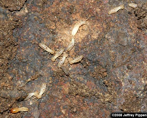 Termites (Isoptera)