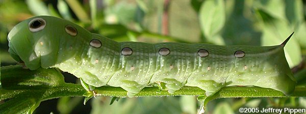 Tersa Sphinx Caterpillar (Xylophanes tersa)