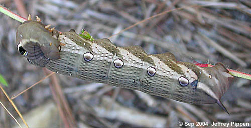 Tersa Sphinx Caterpillar (Xylophanes tersa)