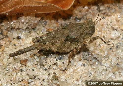 Obscure Pygmy Grasshopper (Tetrix arenosa)