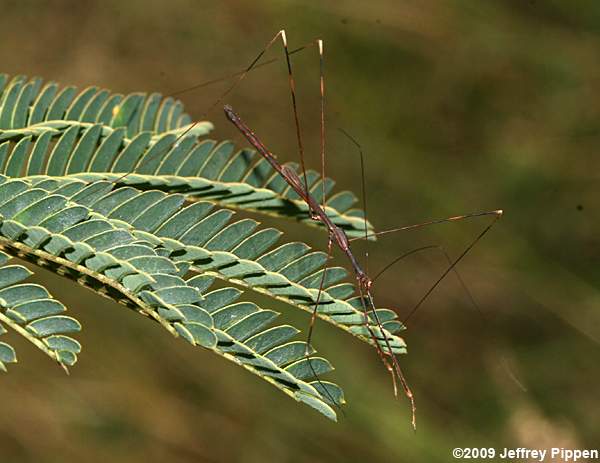 Thread-legged Bug