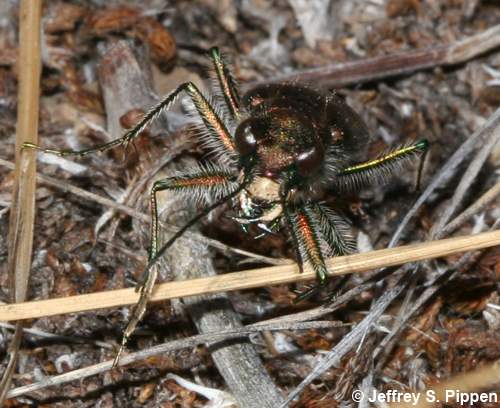 Common Claybank Tiger Beetle (Cicindela limbalis)