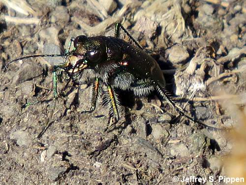 Common Claybank Tiger Beetle (Cicindela limbalis)