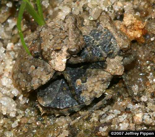 Big-eyed Toadbug (Gelastocoris oculatus)