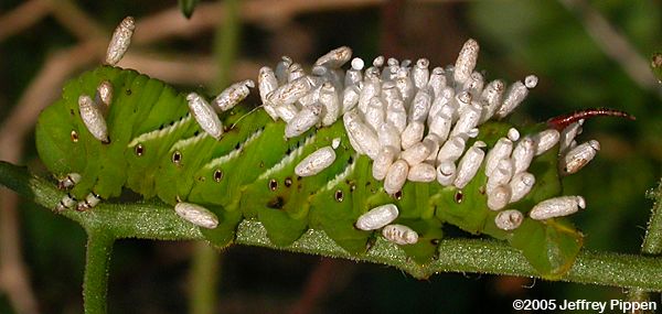 Tomato Hornworm (Manduca sexta)