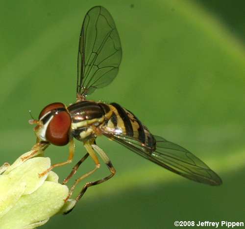 Toxomerus fly