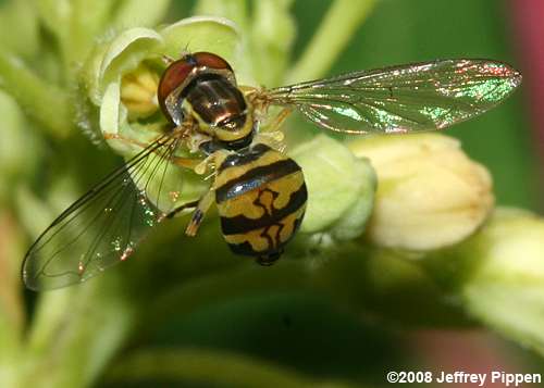 Toxomerus fly